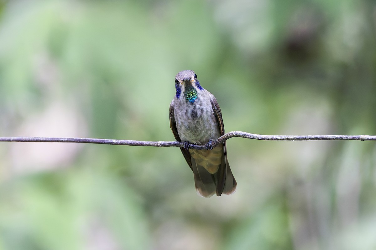 Brown Violetear - ML641740308