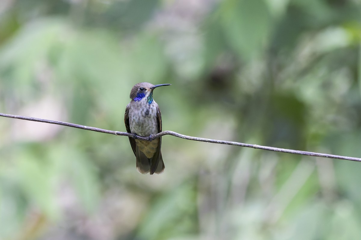 Brown Violetear - ML641740309