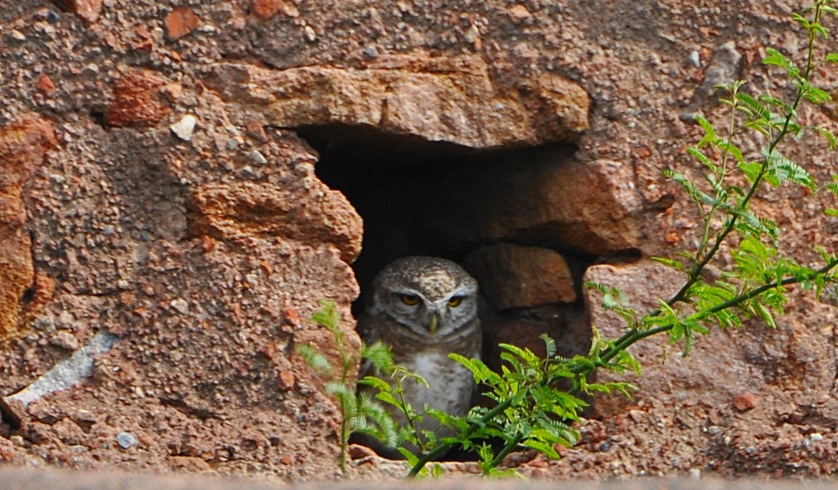 Spotted Owlet - ML641740320