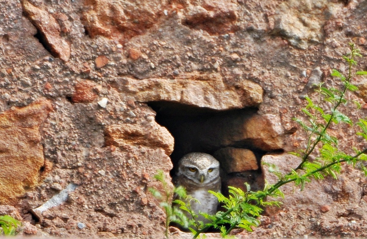 Spotted Owlet - ML641740321