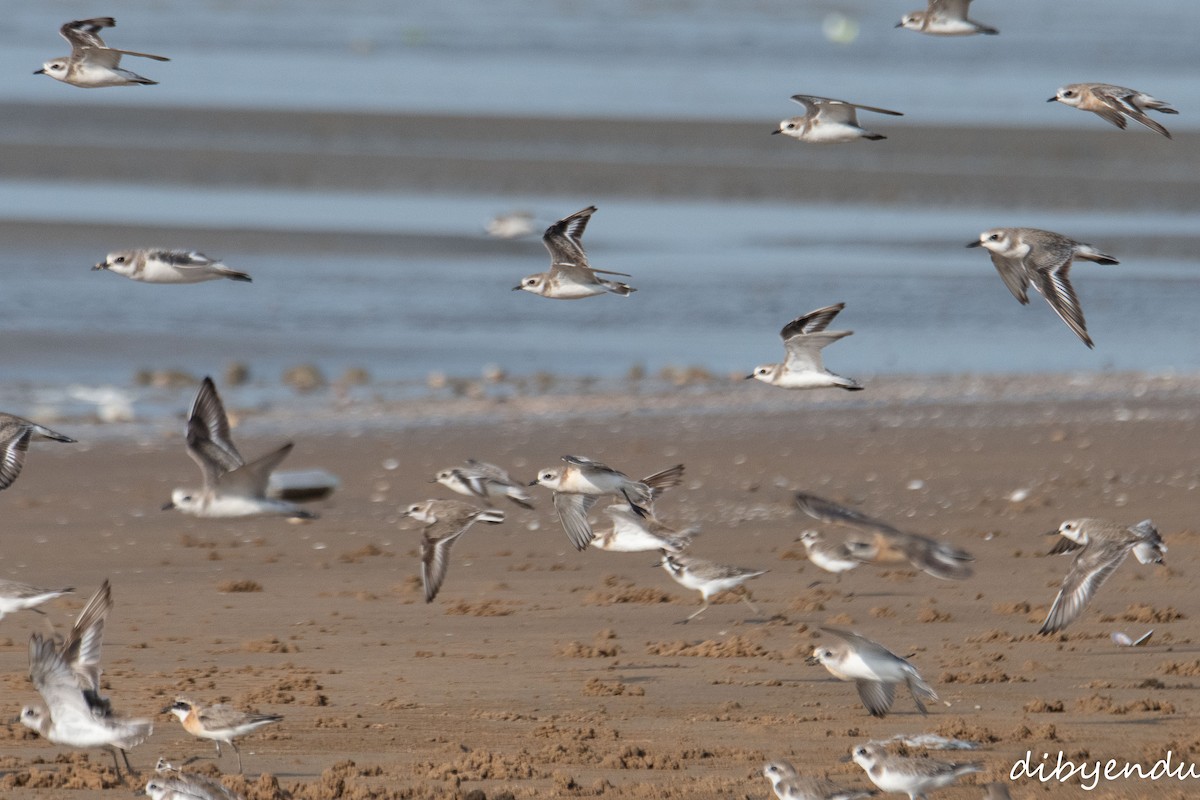 Tibetan Sand-Plover - ML641740328