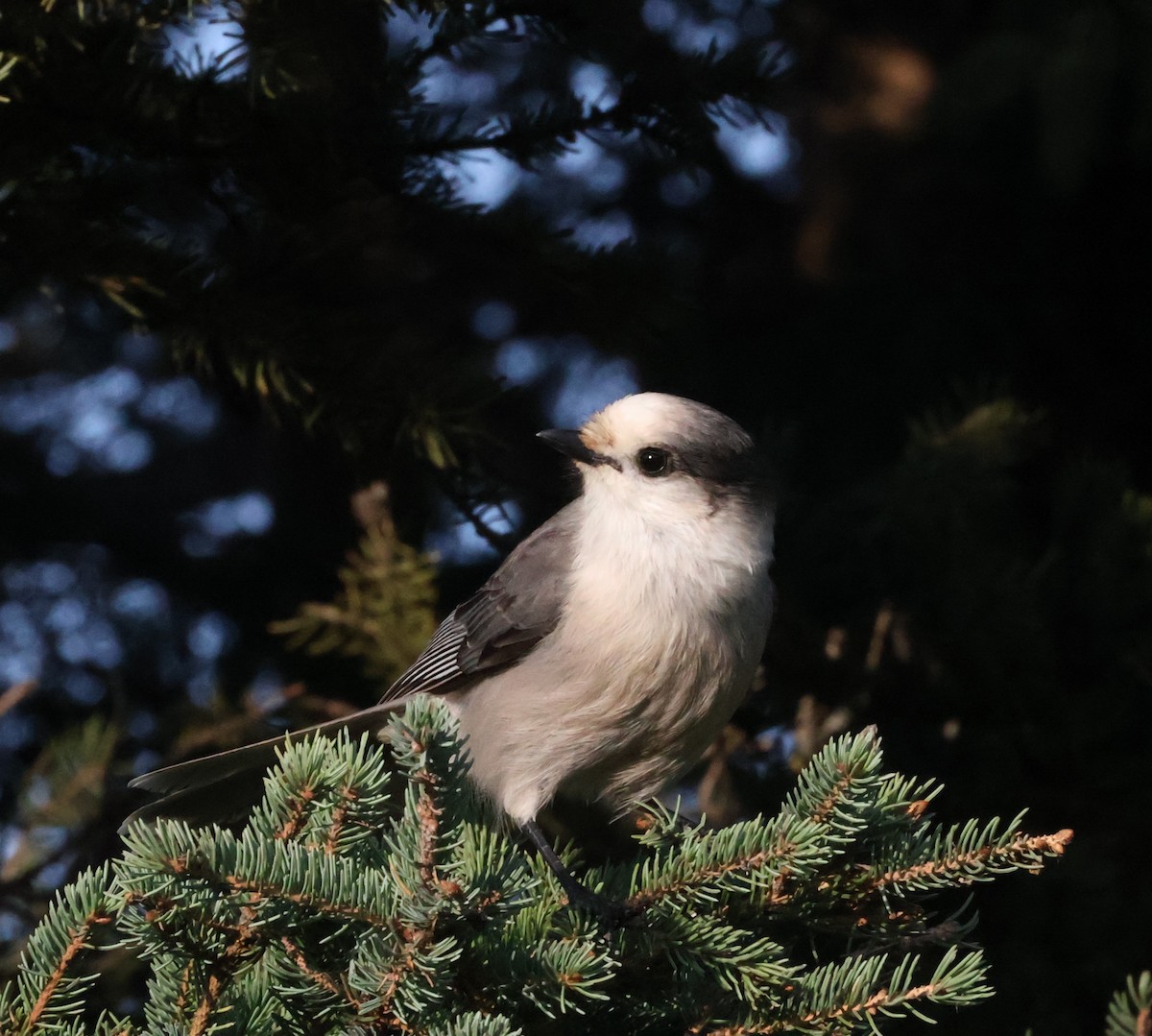 Canada Jay - ML641740358