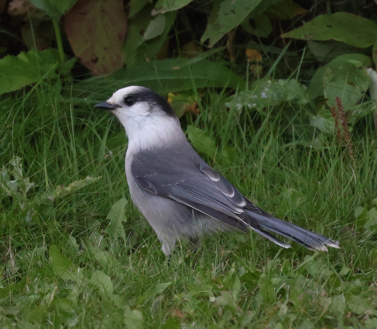 Canada Jay - ML641740359