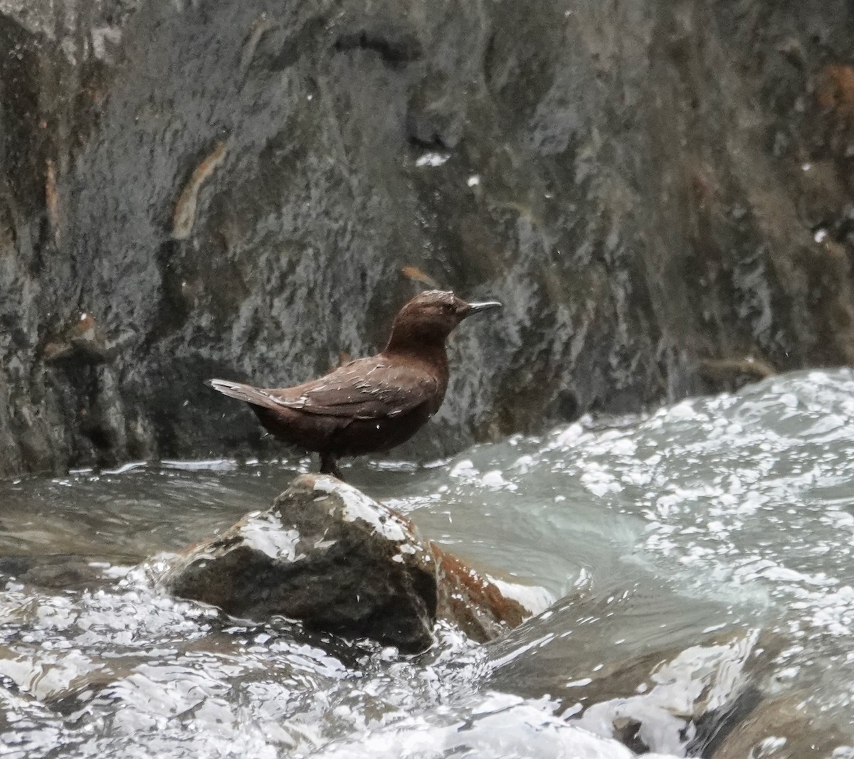 Brown Dipper - ML641740399
