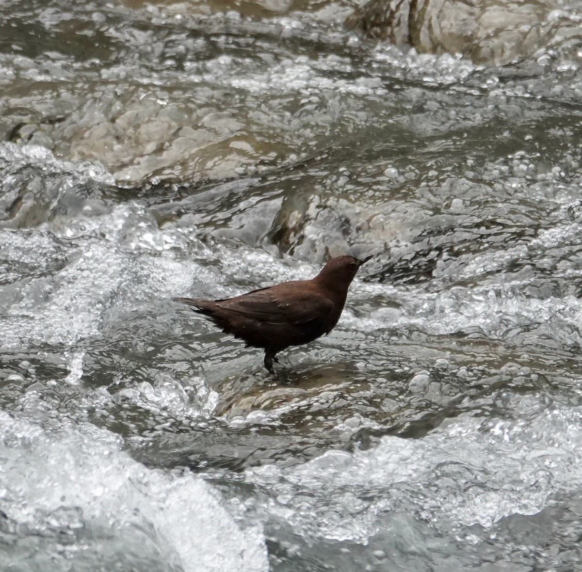Brown Dipper - ML641740413