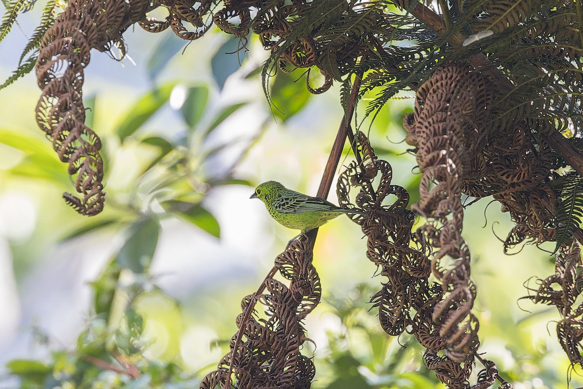 Yellow-bellied Tanager - ML641740415