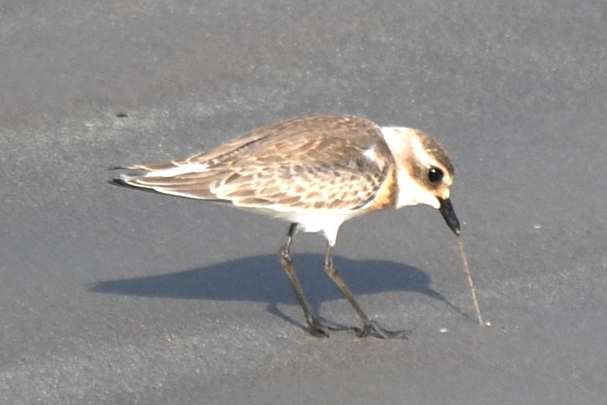 Tibetan Sand-Plover - ML641740433