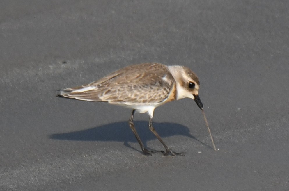 Tibetan Sand-Plover - ML641740434