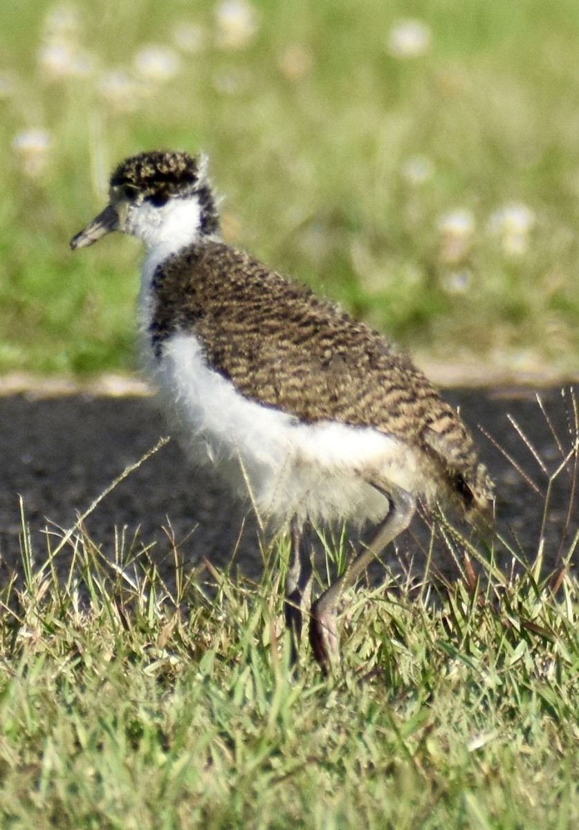 Masked Lapwing - ML641740435