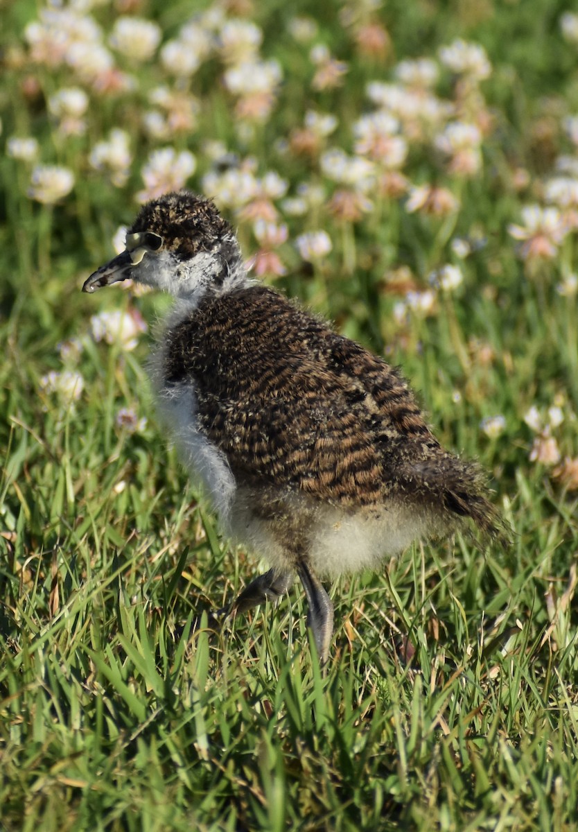 Masked Lapwing - ML641740436