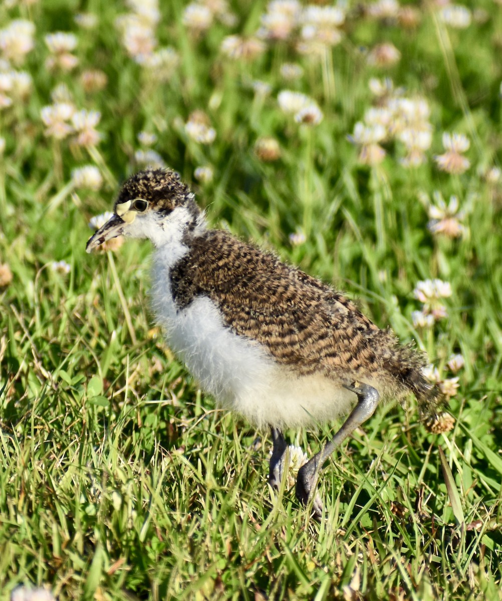 Masked Lapwing - ML641740437
