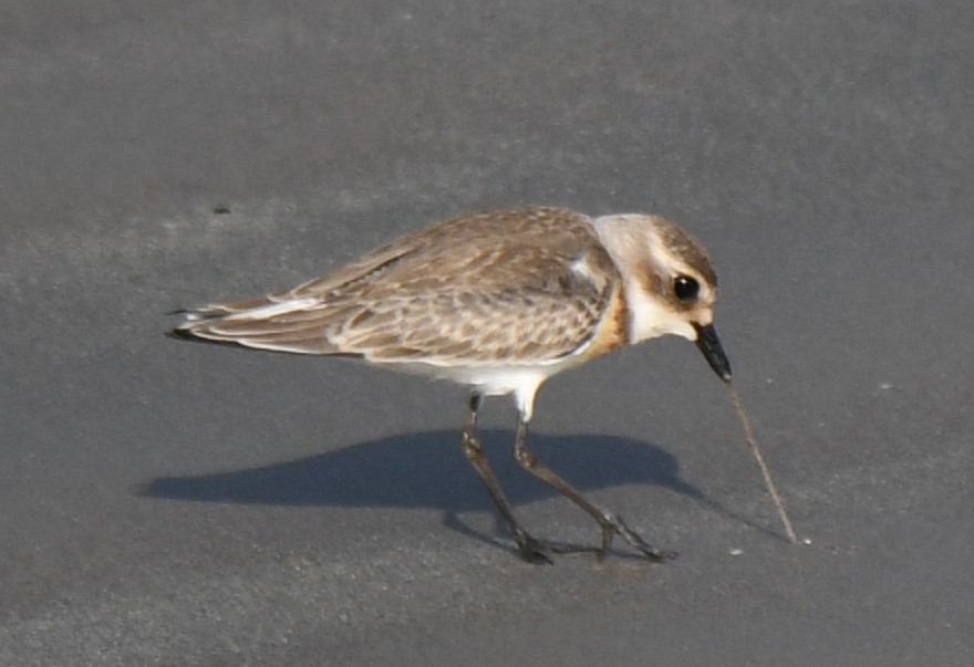 Tibetan Sand-Plover - ML641740439
