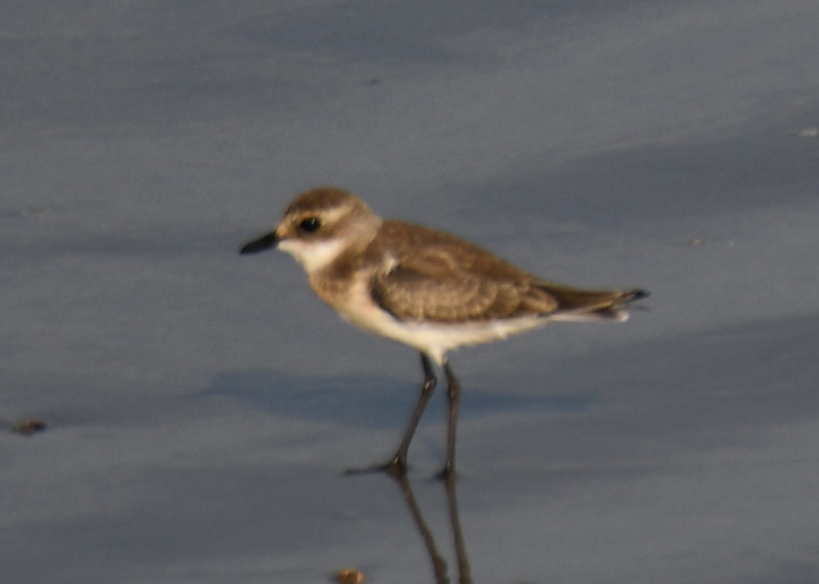 Tibetan Sand-Plover - ML641740451