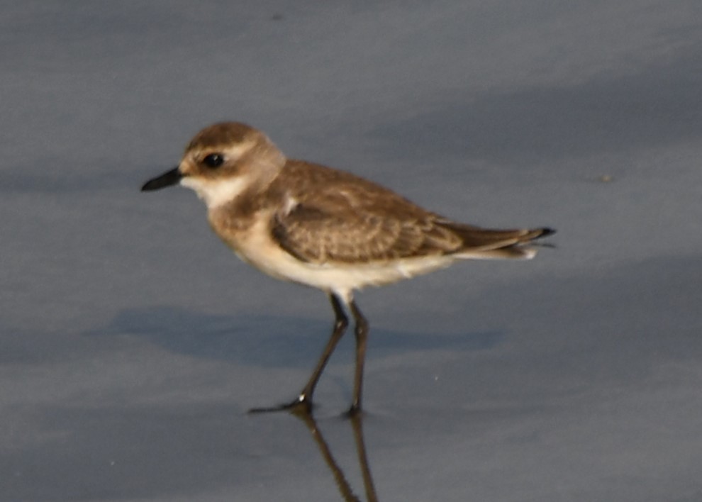 Tibetan Sand-Plover - ML641740452