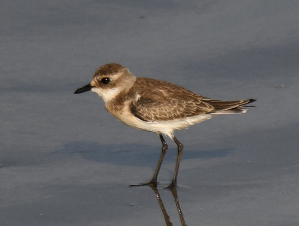 Tibetan Sand-Plover - ML641740453
