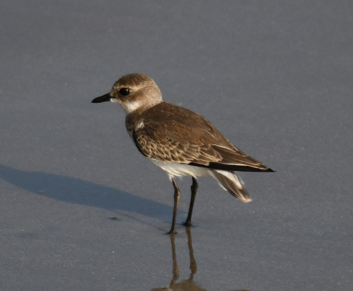 Tibetan Sand-Plover - ML641740457
