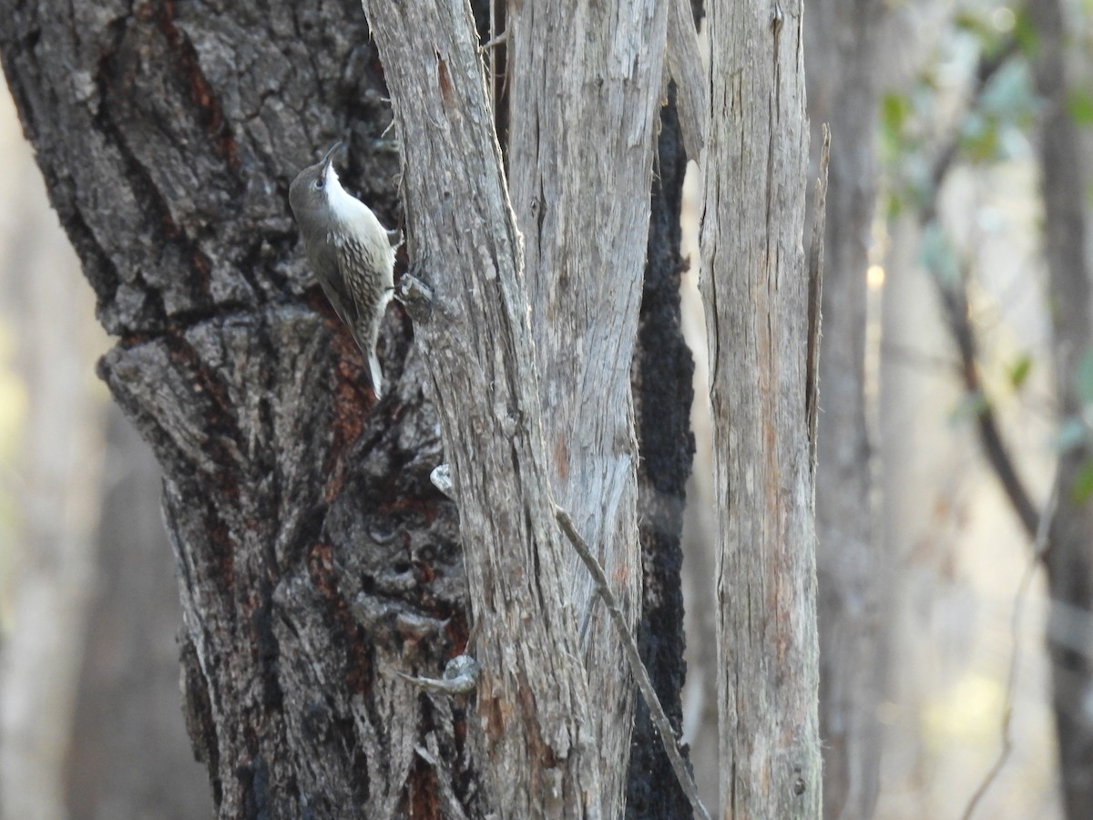 White-throated Treecreeper (White-throated) - ML641740696