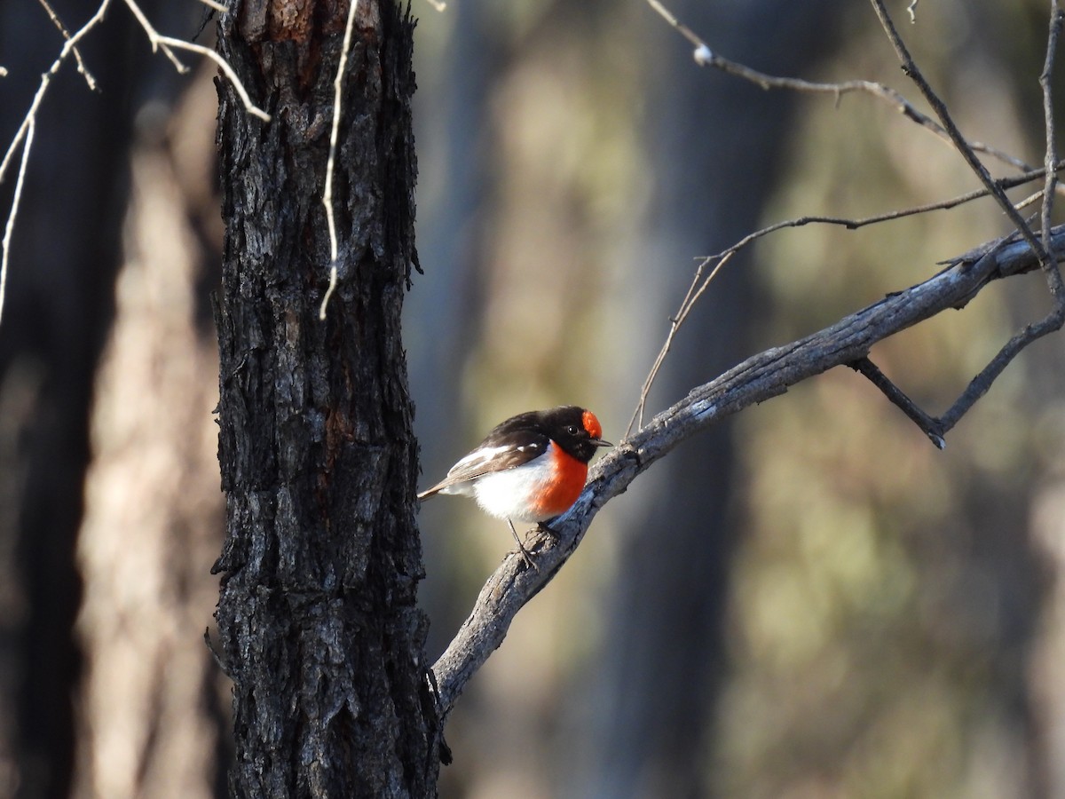 Red-capped Robin - ML641740740