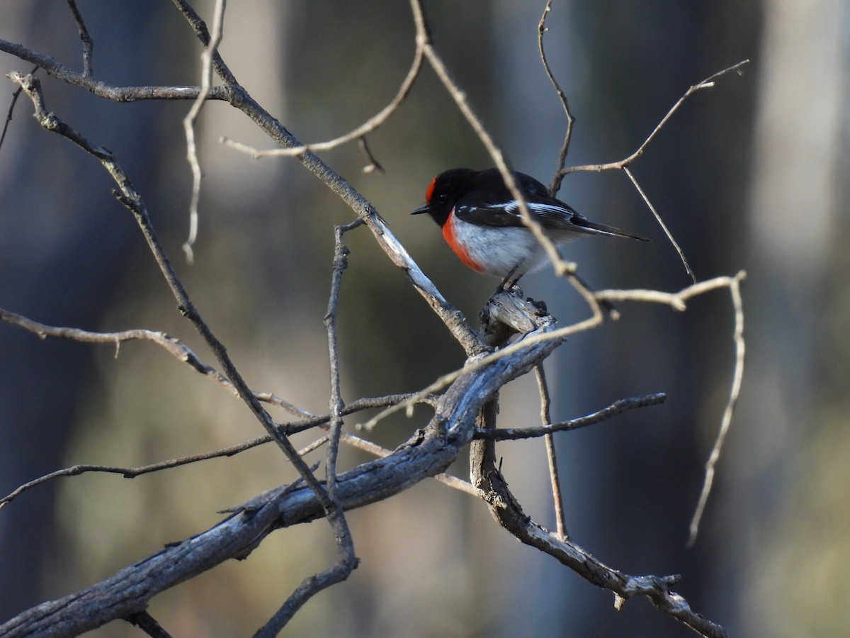 Red-capped Robin - ML641740752