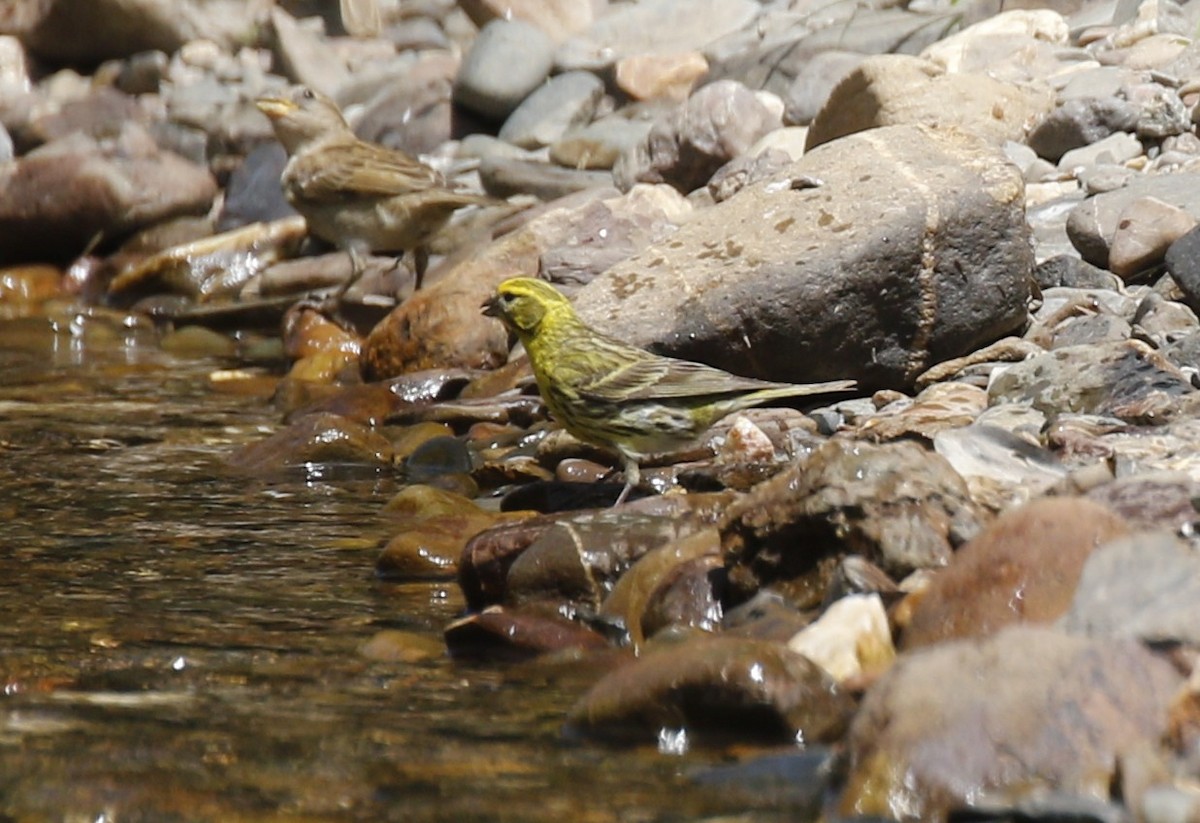 European Serin - ML641740839
