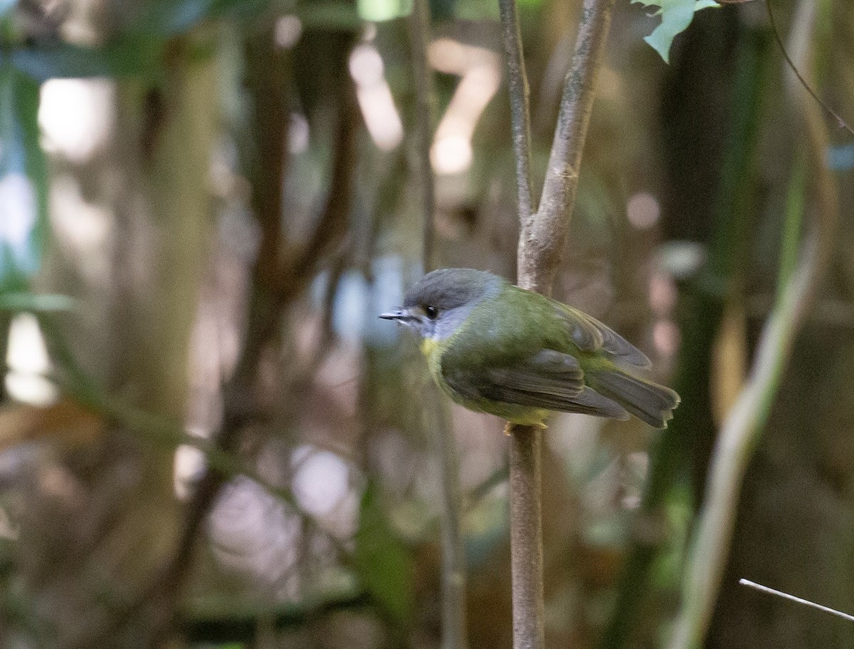Pale-yellow Robin - ML641741043