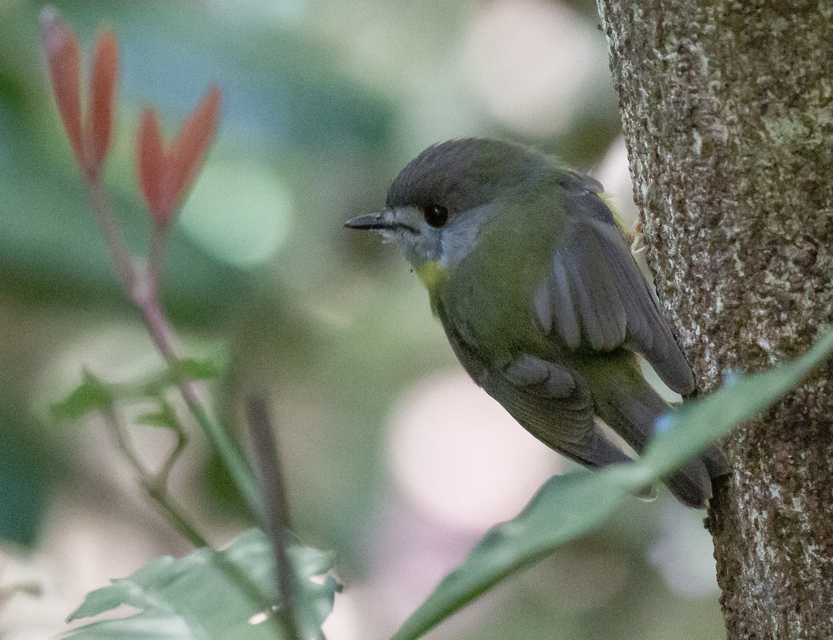 Pale-yellow Robin - ML641741044