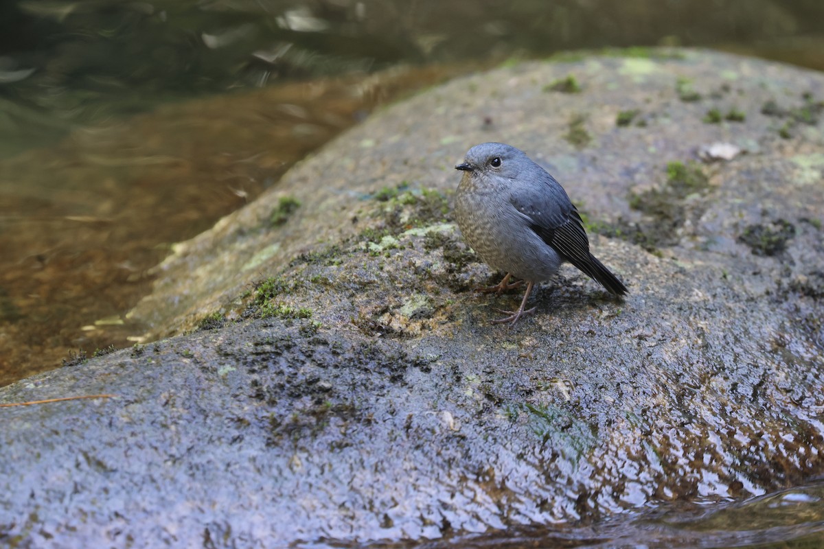 カワビタキ - ML641741068