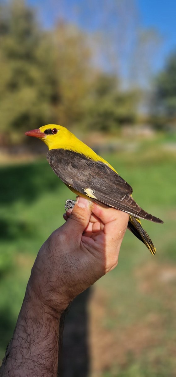 Eurasian Golden Oriole - ML641741073