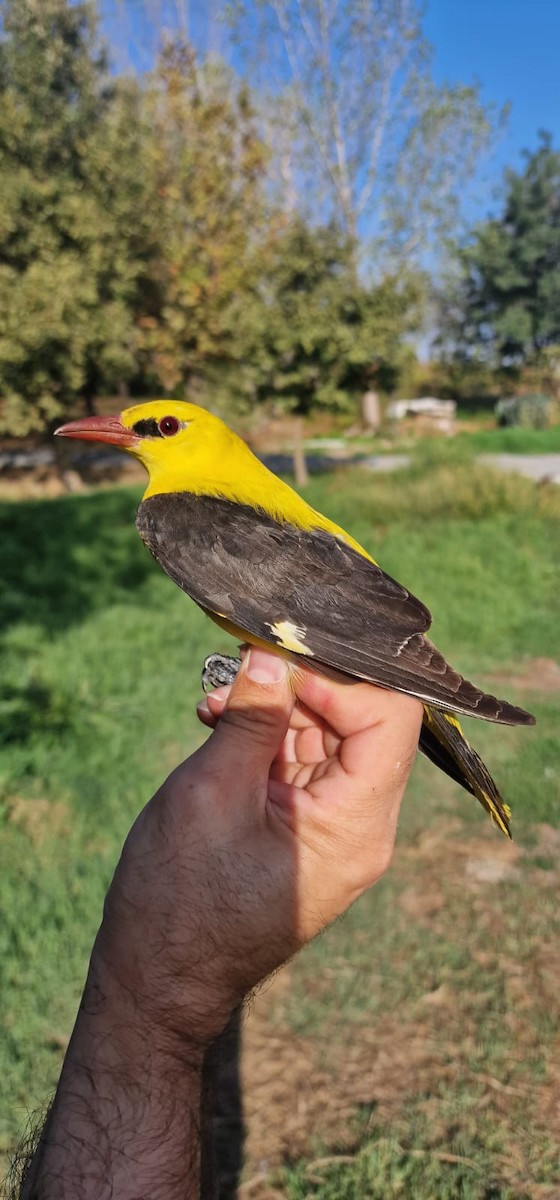 Eurasian Golden Oriole - ML641741075