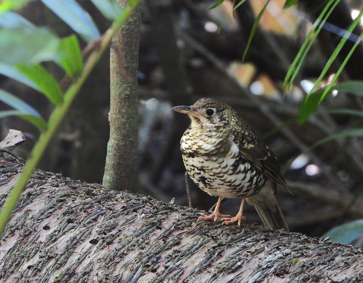 Russet-tailed Thrush - ML641741093