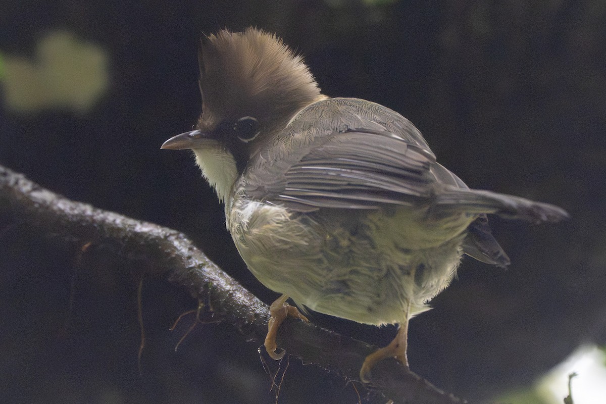 Yuhina Bigotuda - ML641741107