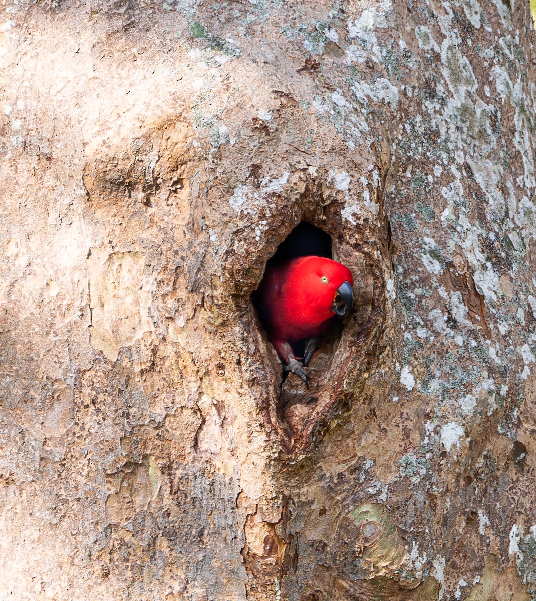 Sumba Eclectus - ML641741109