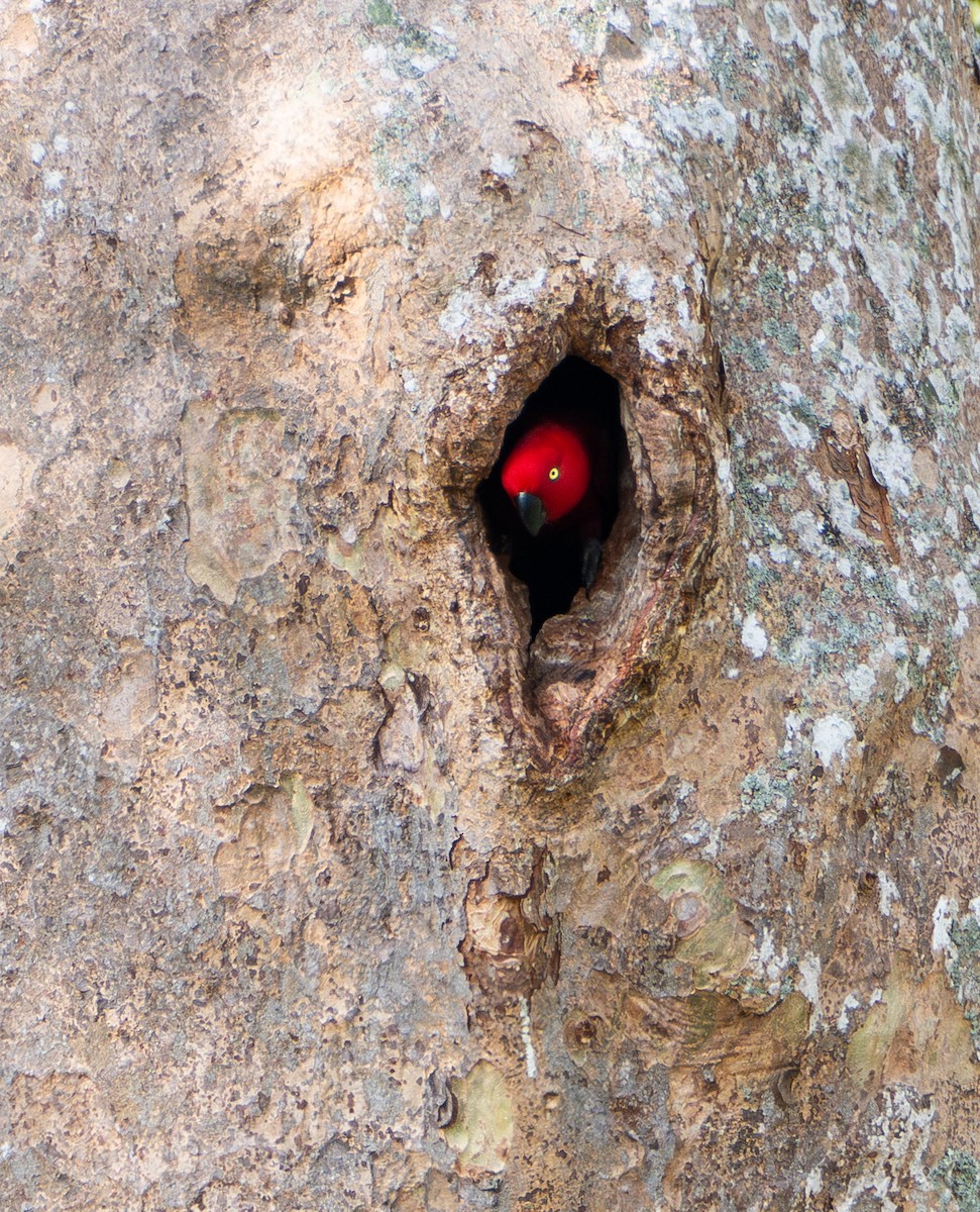 Sumba Eclectus - ML641741114