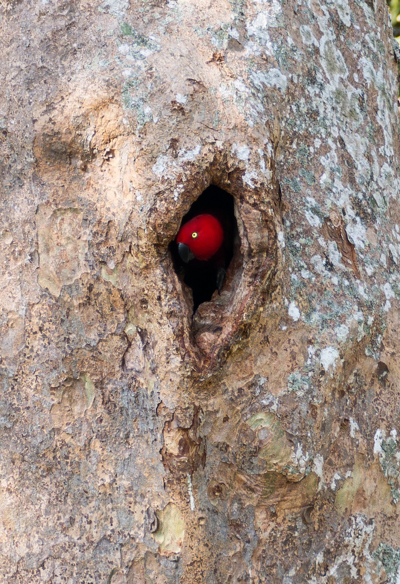 Sumba Eclectus - ML641741115