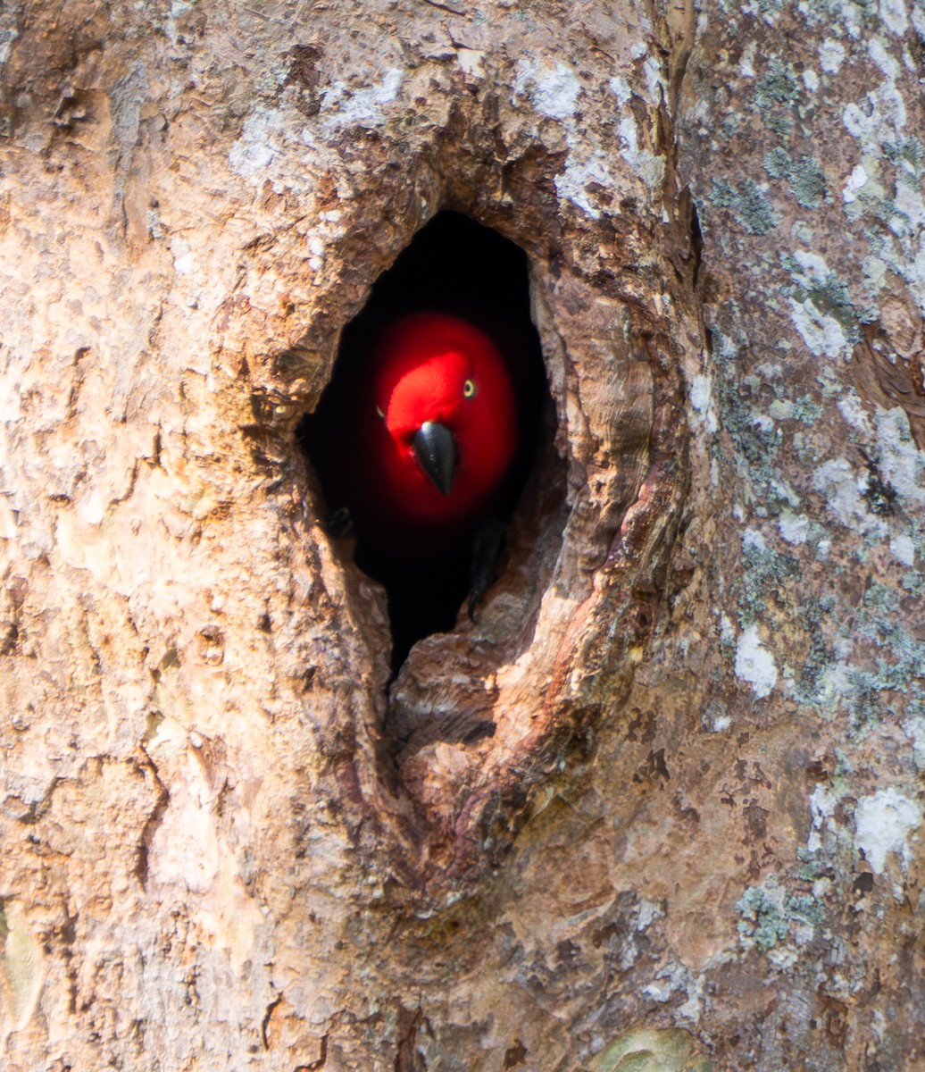 Sumba Eclectus - ML641741116