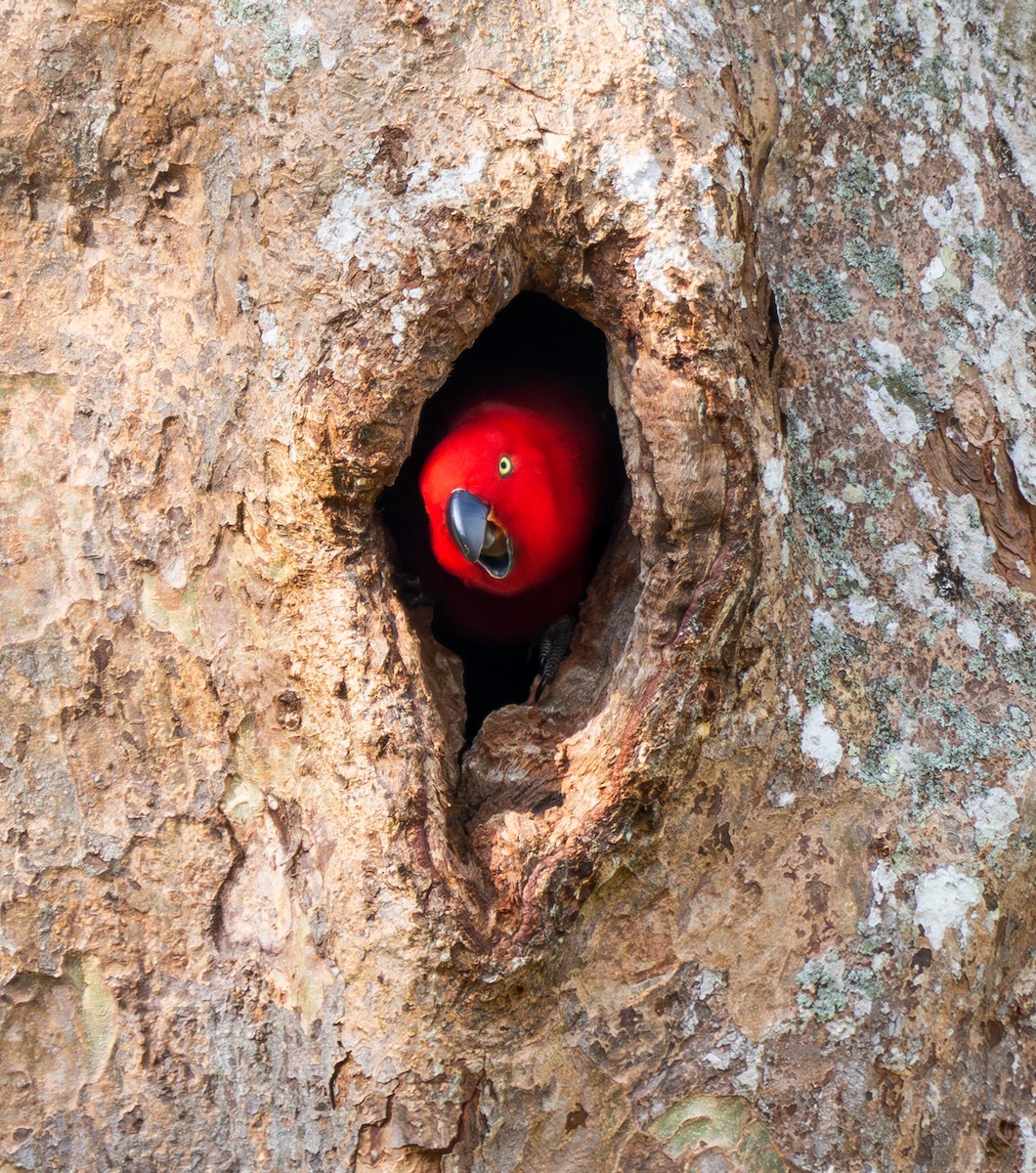 Sumba Eclectus - ML641741120