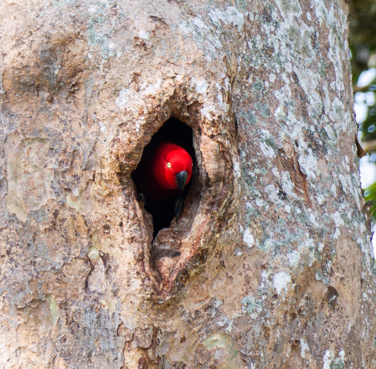 Sumba Eclectus - ML641741121