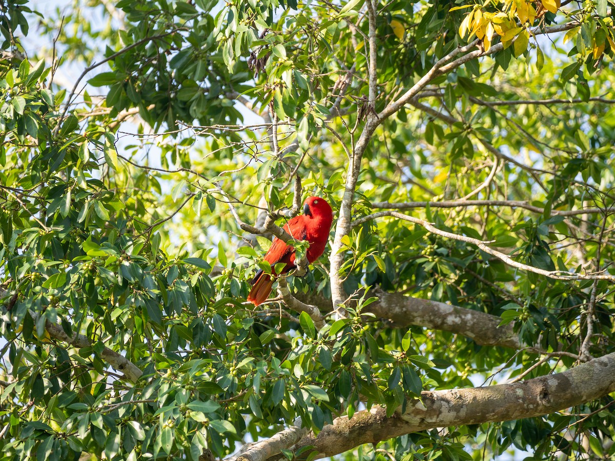Sumba Eclectus - ML641741123