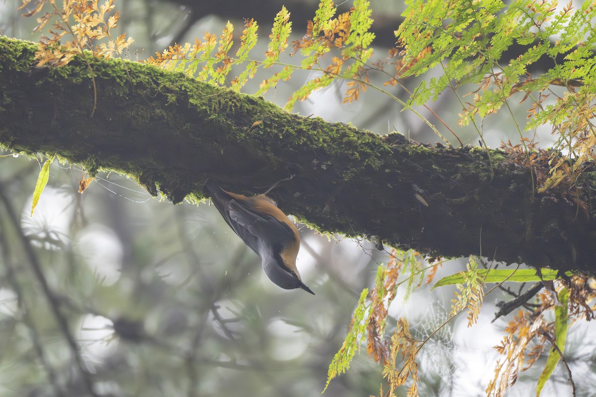White-tailed Nuthatch - ML641741127
