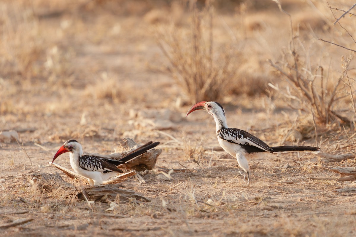 Northern Red-billed Hornbill - ML641741179