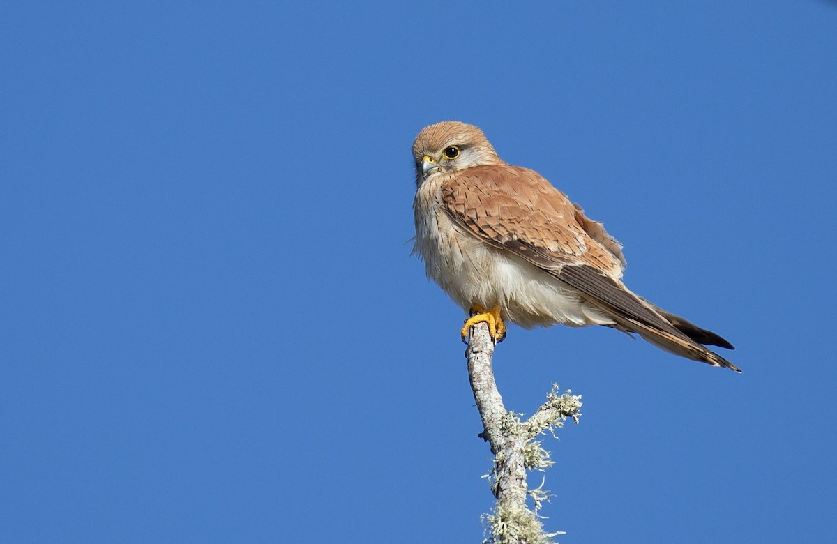 Nankeen Kestrel - ML641741450