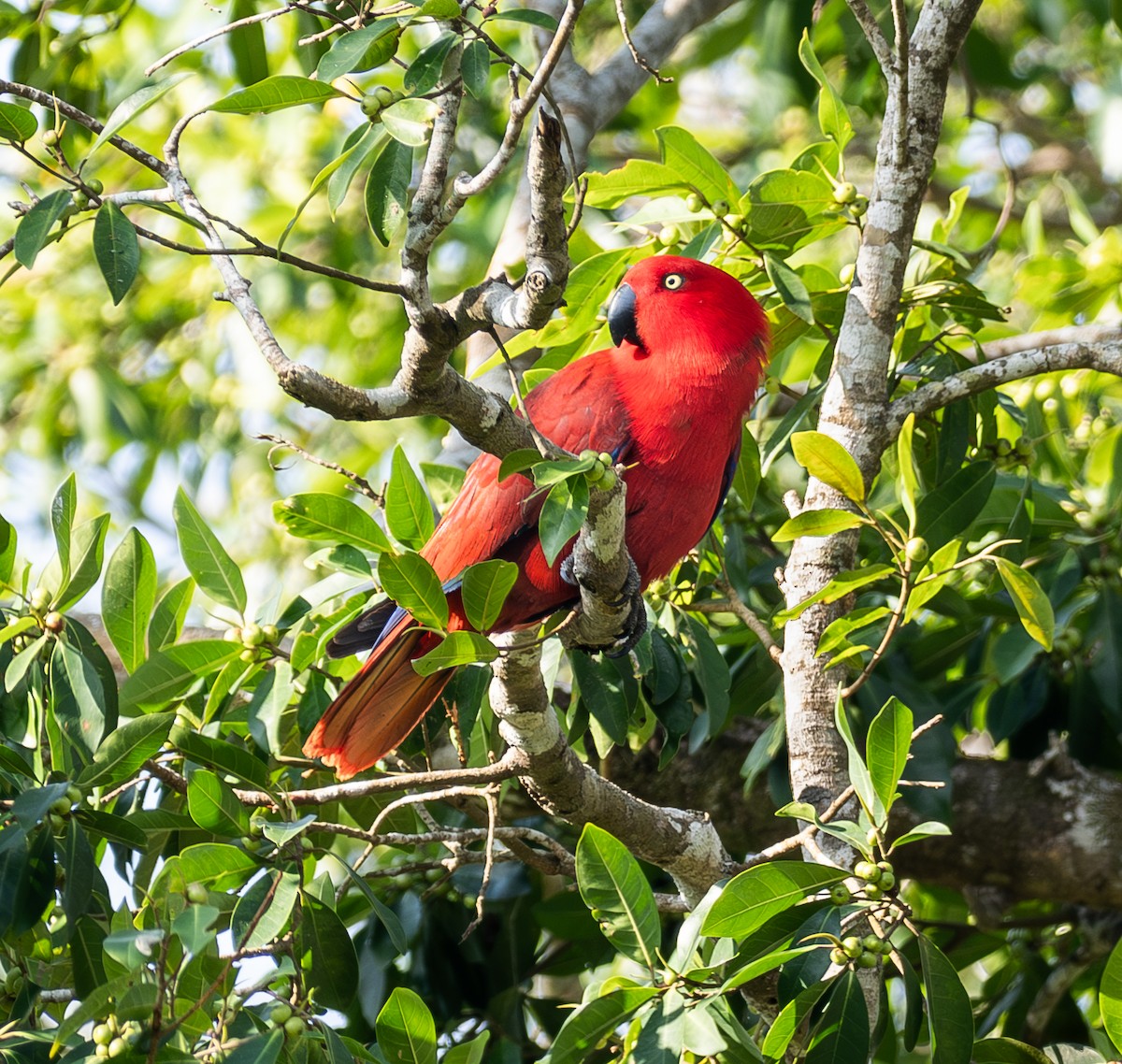Sumba Eclectus - ML641741456