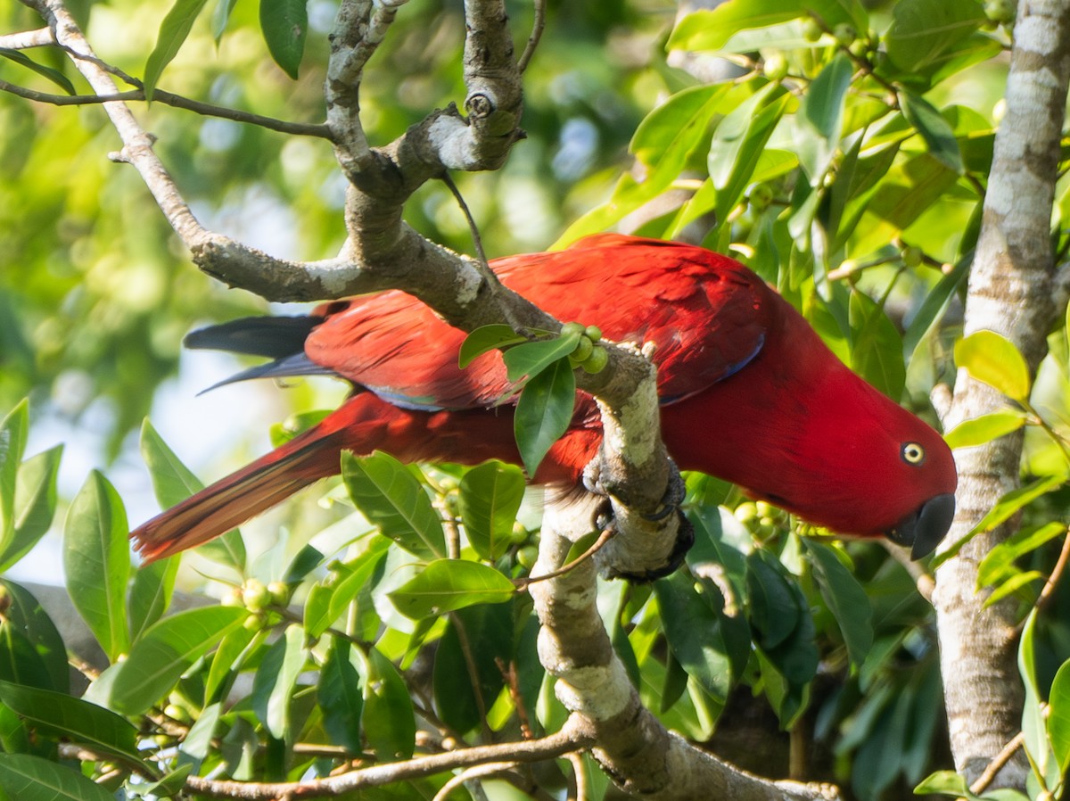 Sumba Eclectus - ML641741457