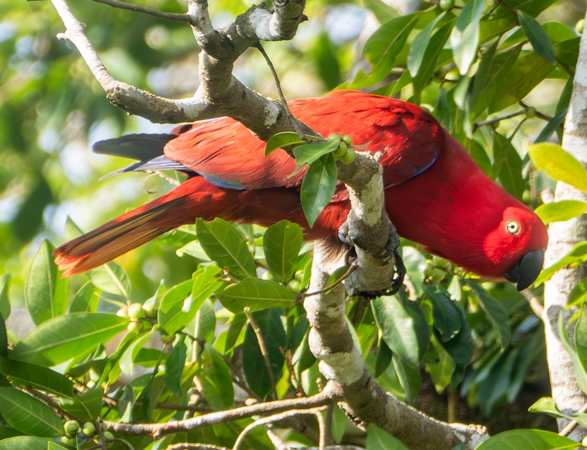 Sumba Eclectus - ML641741458