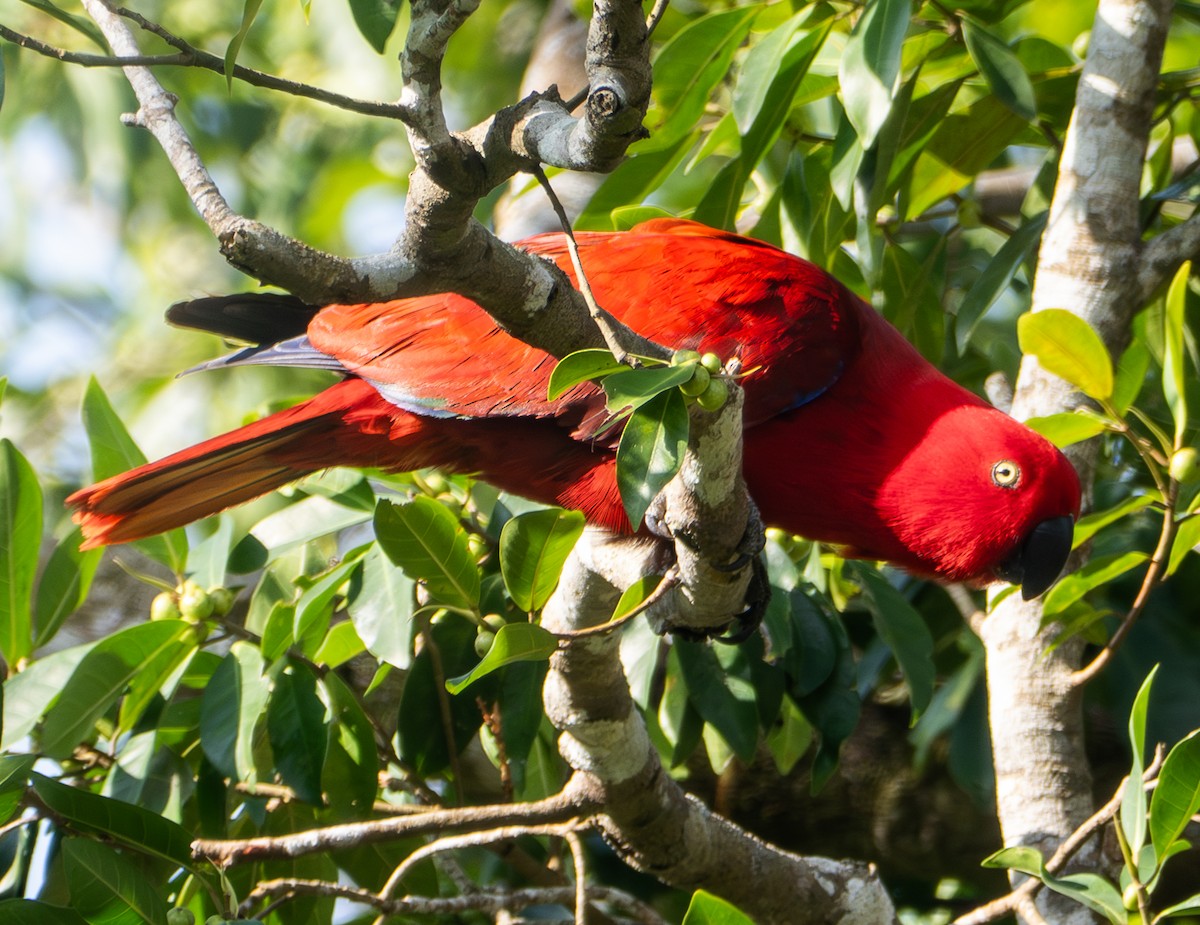 Sumba Eclectus - ML641741459