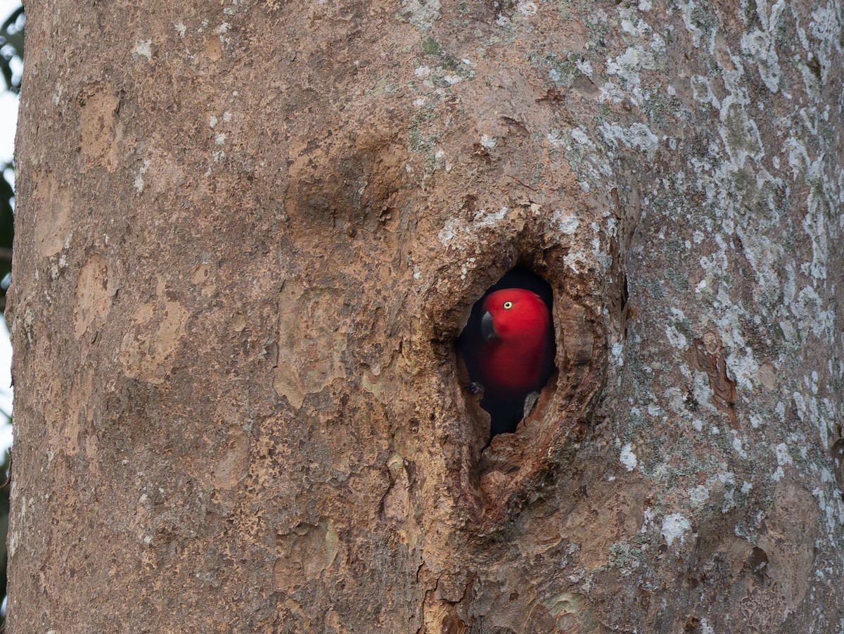 Sumba Eclectus - ML641741499