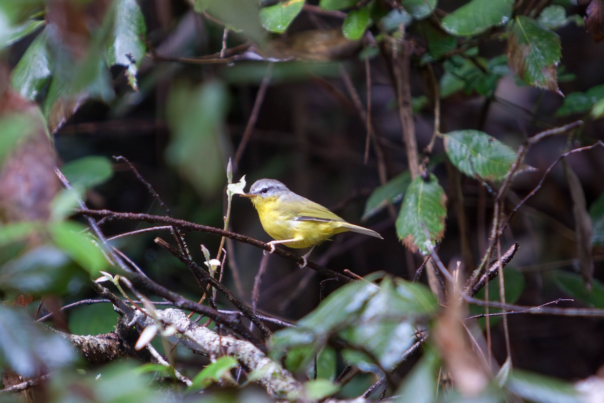 Gray-hooded Warbler - ML641741522
