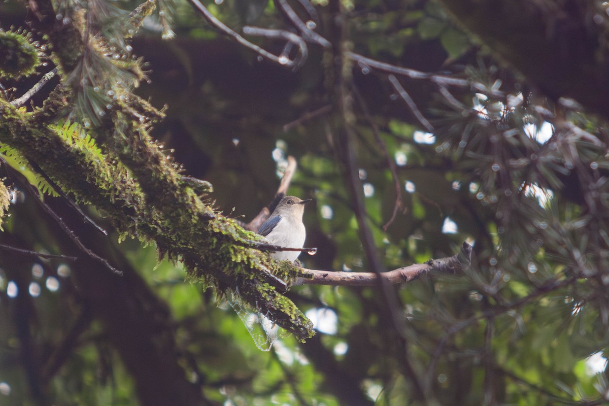 Ultramarine Flycatcher - ML641741532