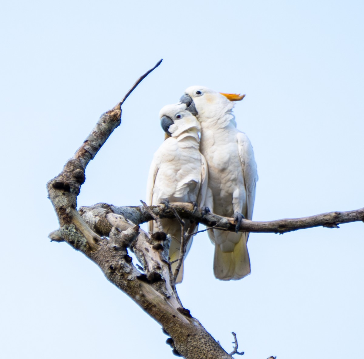 Cacatúa de Sumba - ML641741542