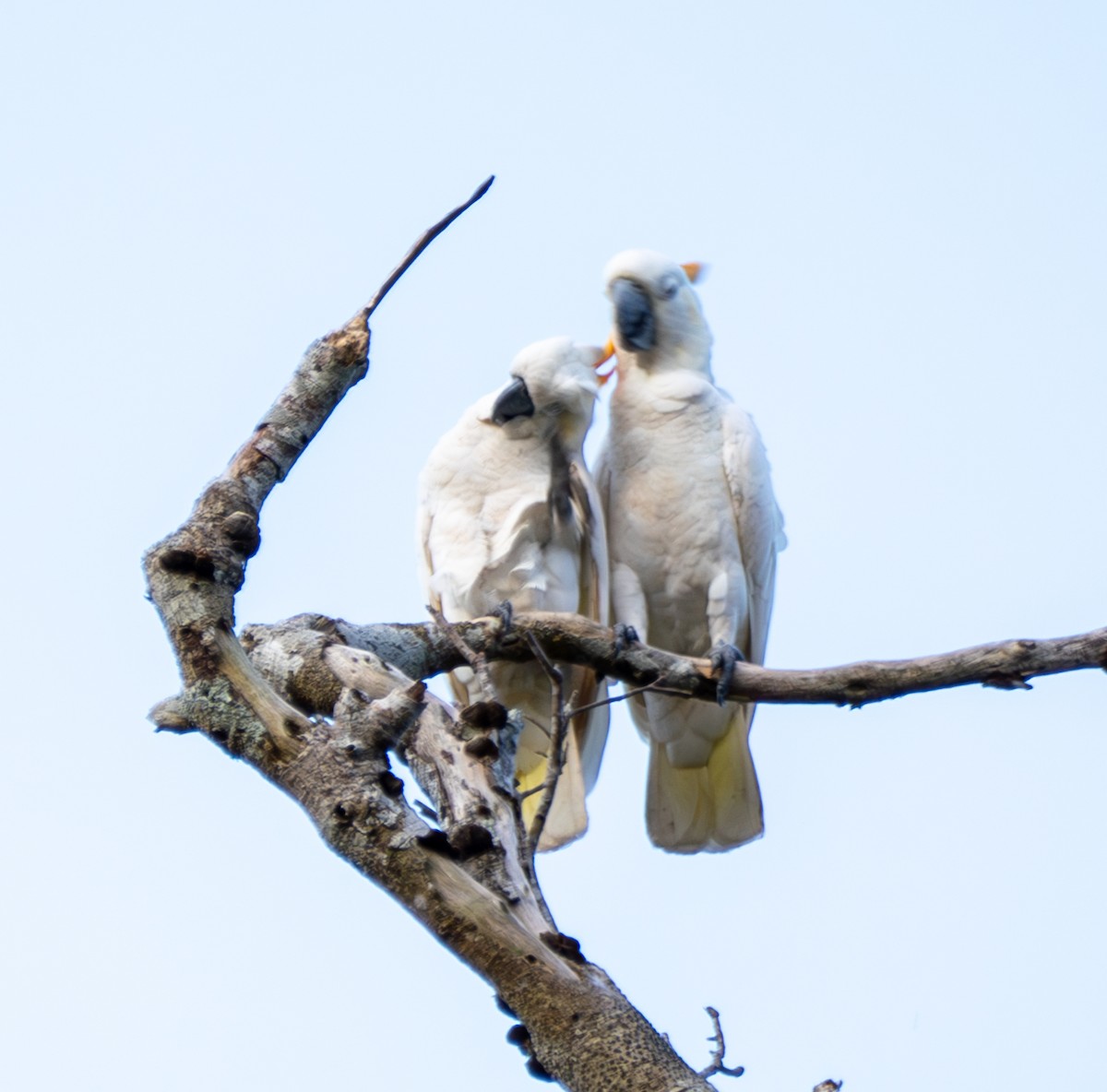 Cacatúa de Sumba - ML641741543